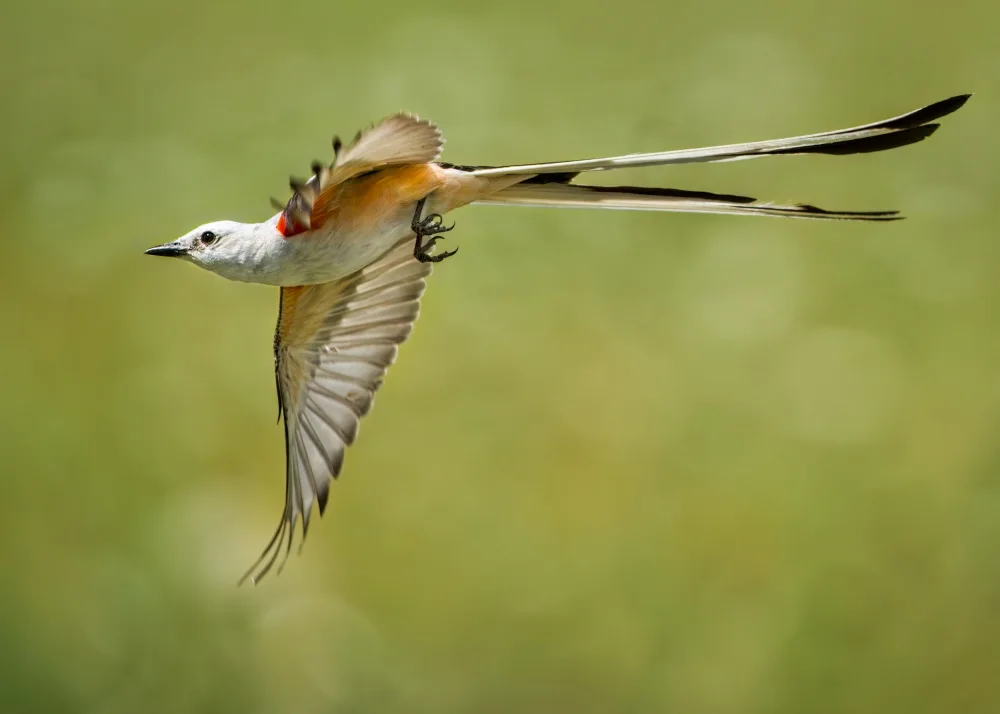 Li, Alex: Scissor-tailed flycatcher