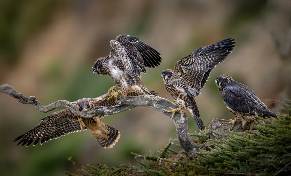 Li, Wanghan: Come on!  You can make it! - 4 Juveniles of Peregrine Falcon