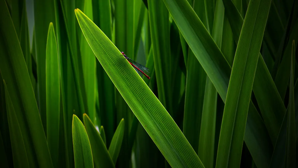 LI, Xun: Hidden dragonfly