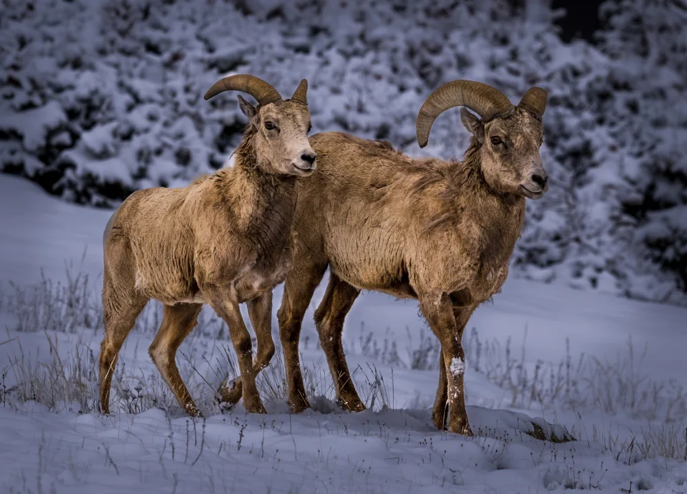 Li, Wanghan: Bighorn - Rocky Mtn NP