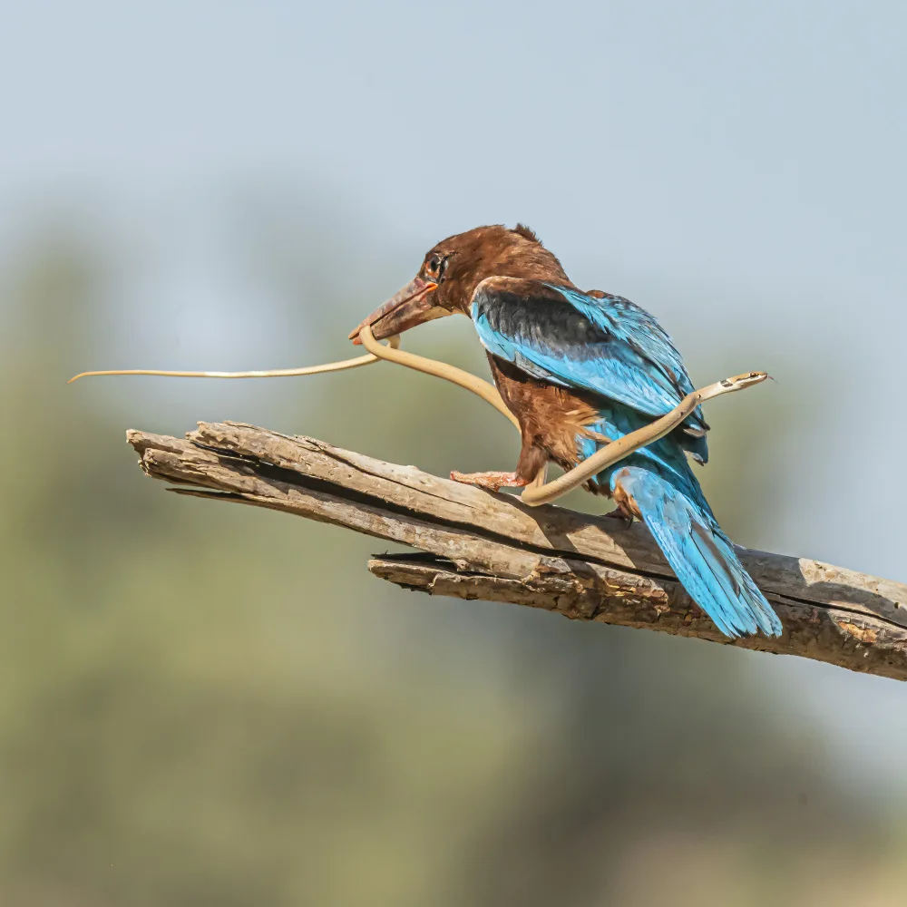 Lichtman, Boris: Kingfisher