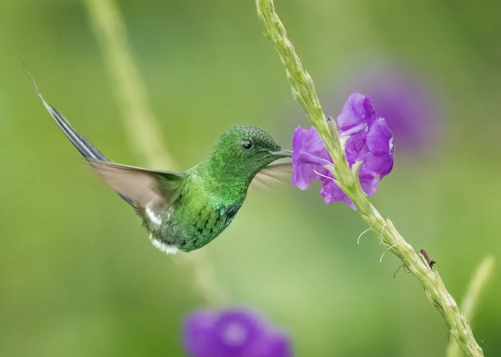 Chen, Ming: A fueling hummingbird