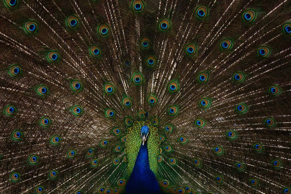 Tsikiridis, Georgios: Indian peafowl