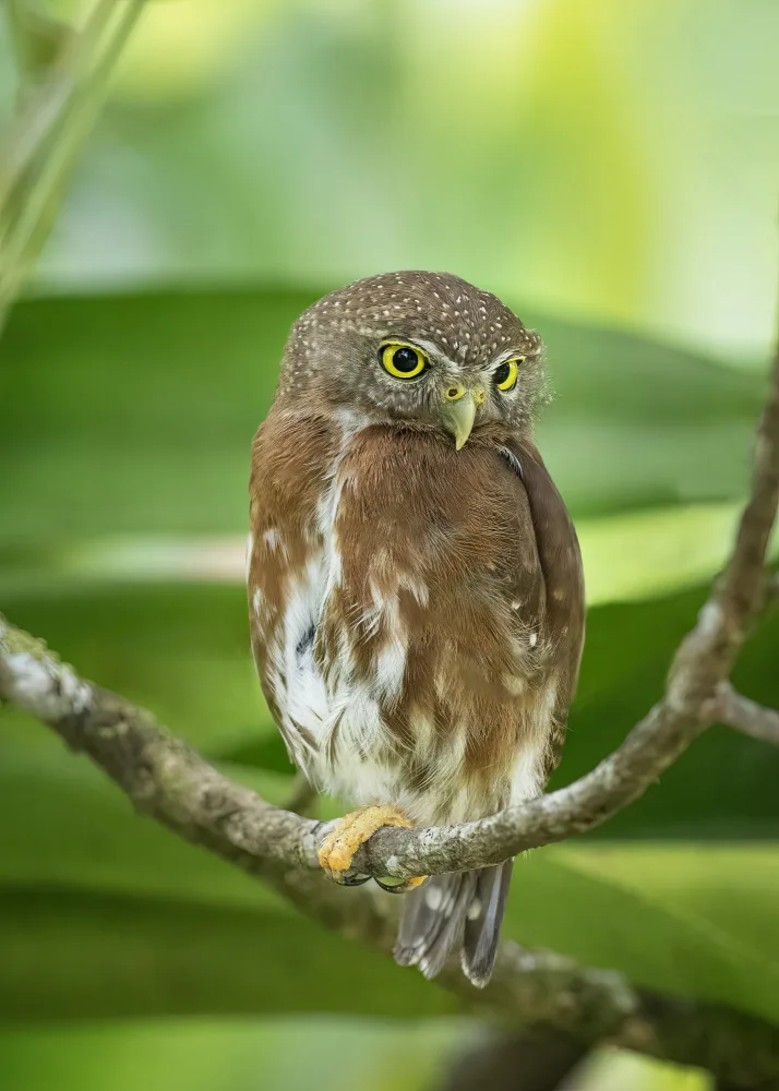 Chen, Ming: Quiet owl