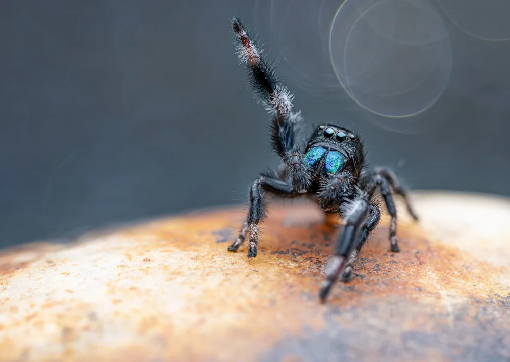 Summer2016: Jumping Spider