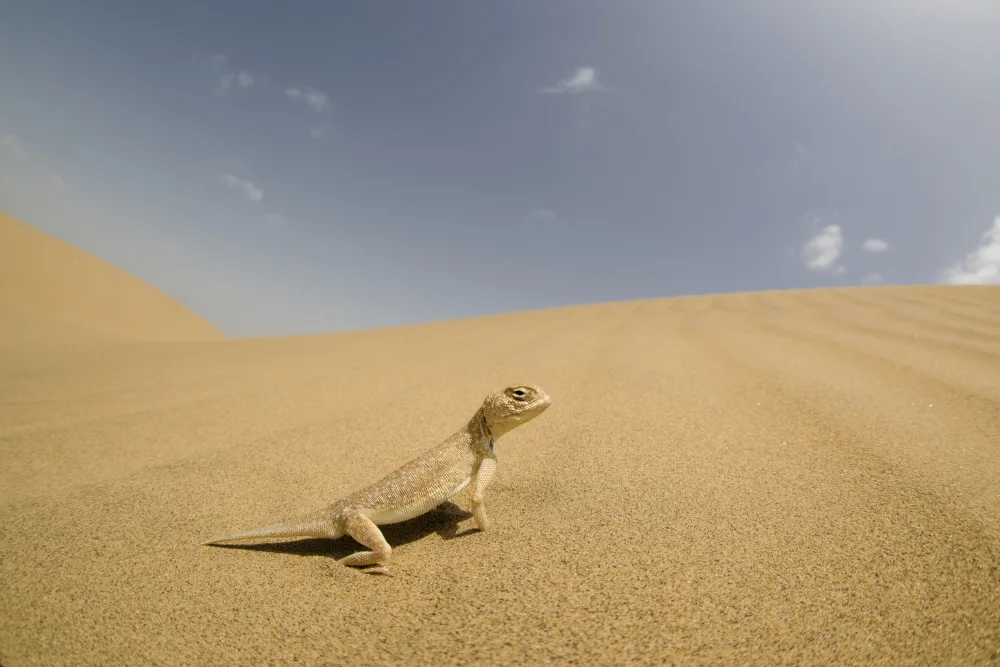 Simhan, Nara: Laungwala Toad-headed Agama