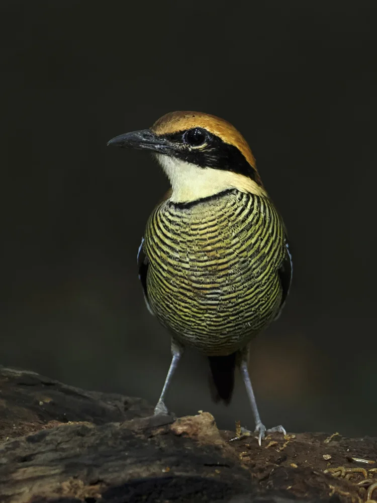 Sukrisman, Lugyanti: Javan banded pitta