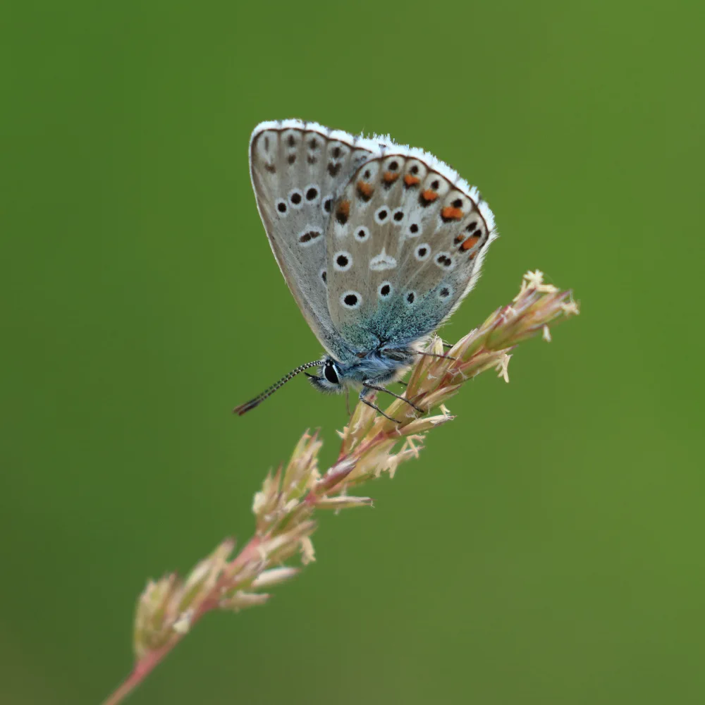 Ascic, Simun: Adone Blu