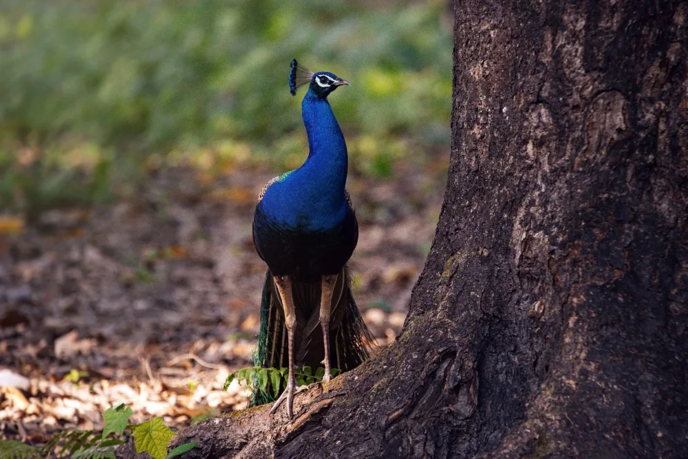 Ambrose, Dahlia: Peacock by A Large Tree