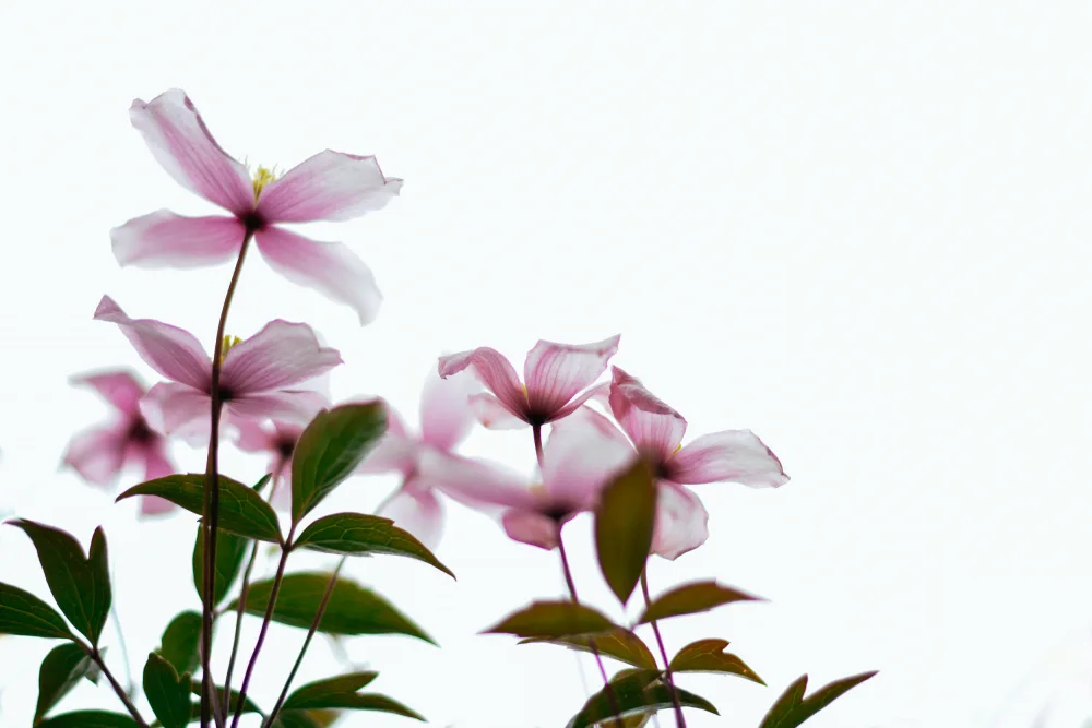 Ambrose, Dahlia: Clematis Blooms - High Key