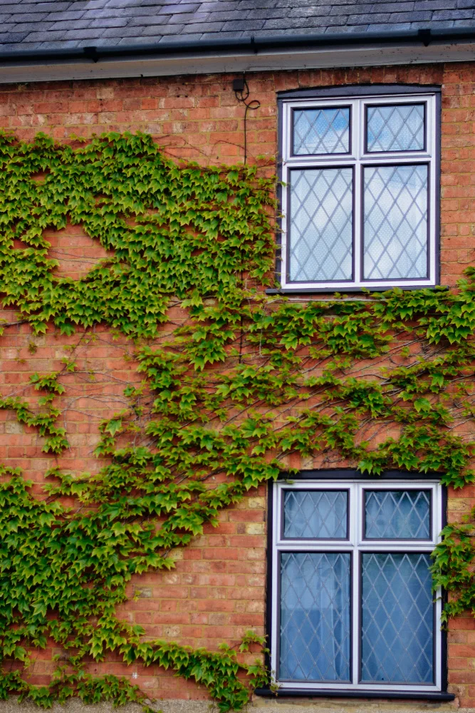Ambrose, Dahlia: Creepers and Windows