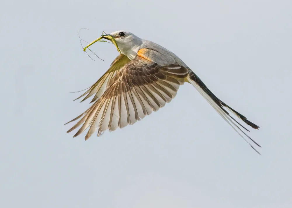 Li, Alex: Scissor-tailed flycatcher