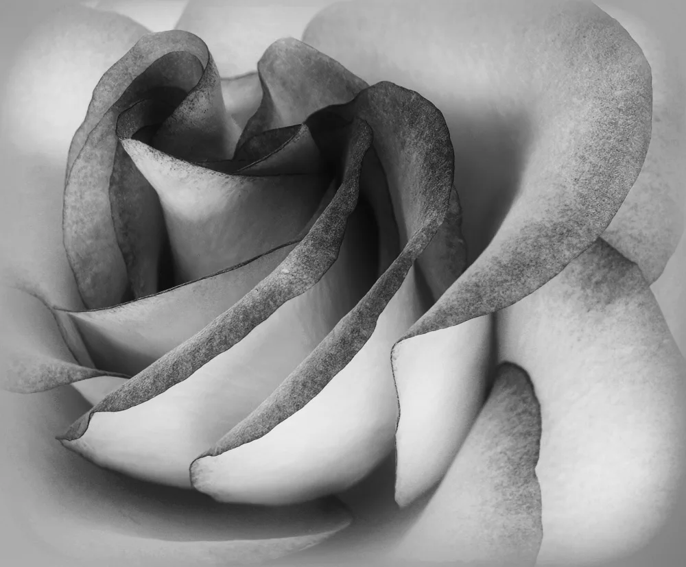 Roth, Ray C.: Shades of a Rose