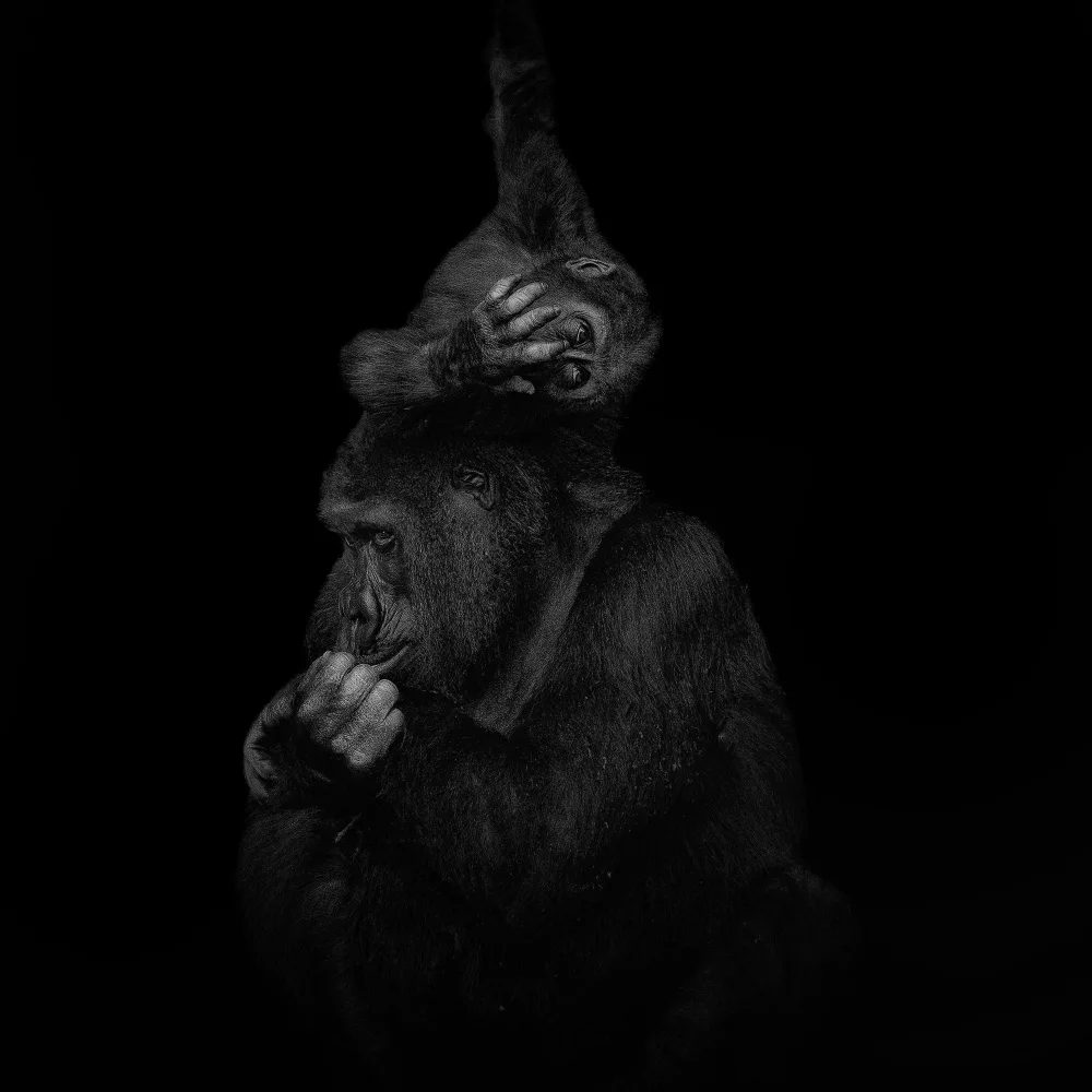 Tsikiridis, Georgios: Playful Gorilla