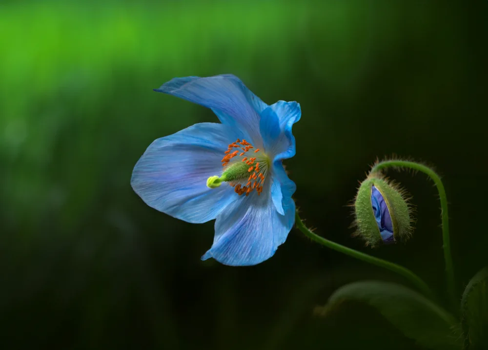 P., Ruiqing: Himalayan Blue Poppy