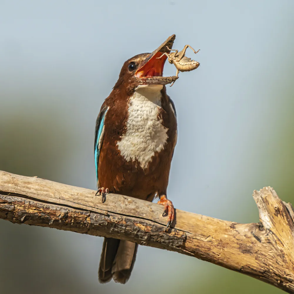 Lichtman, Boris: White-throated kingfisher