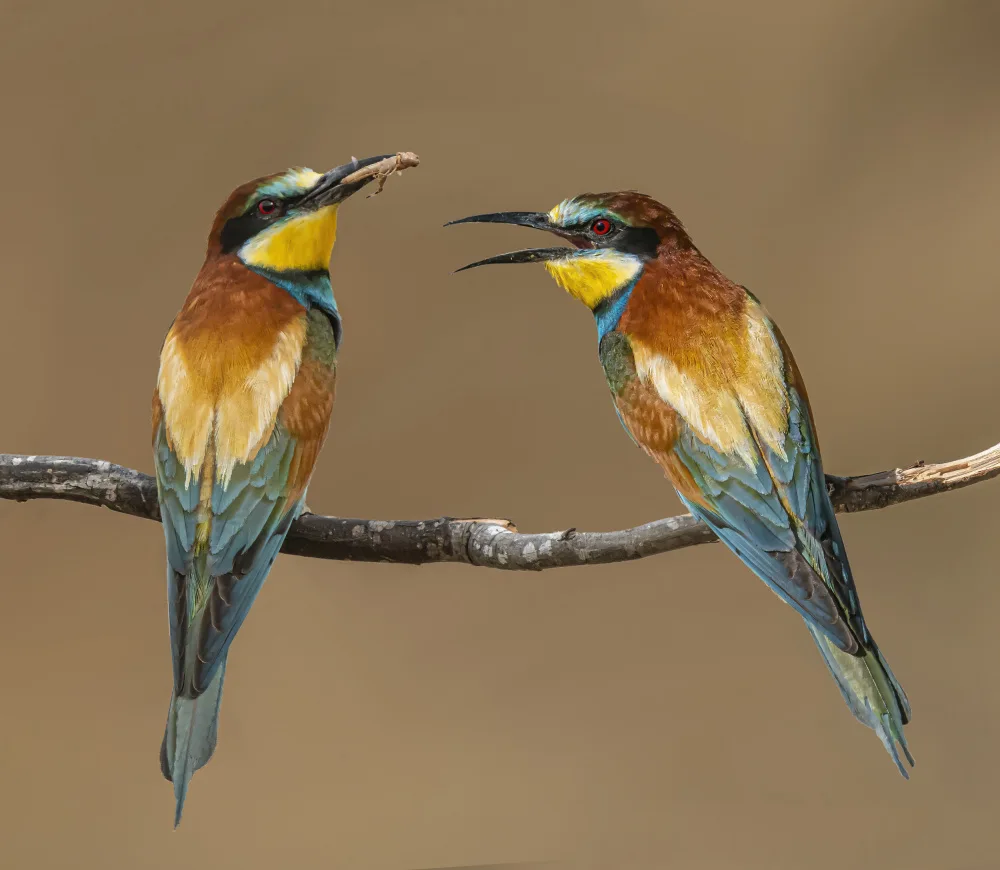 Lichtman, Boris: Bee-eaters