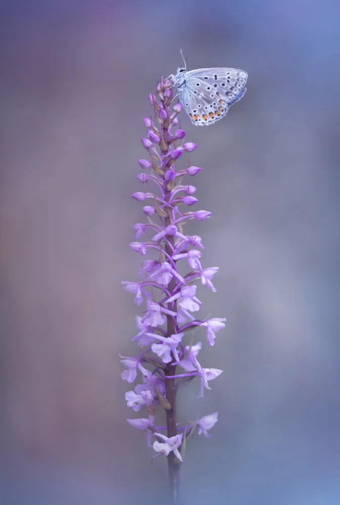 Daminelli, Fabrizio: fabrizio daminelli Adonis Blue na Gymnadenia conopsea
