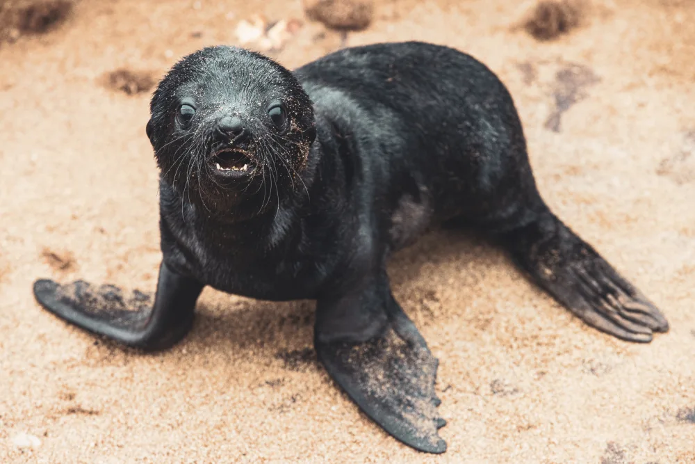 Tagliarino, Marco: Baby seal