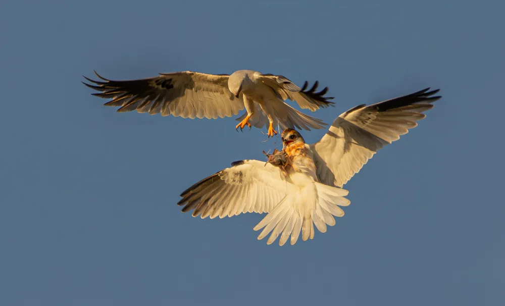 Huang, Johnson: White tailed kite