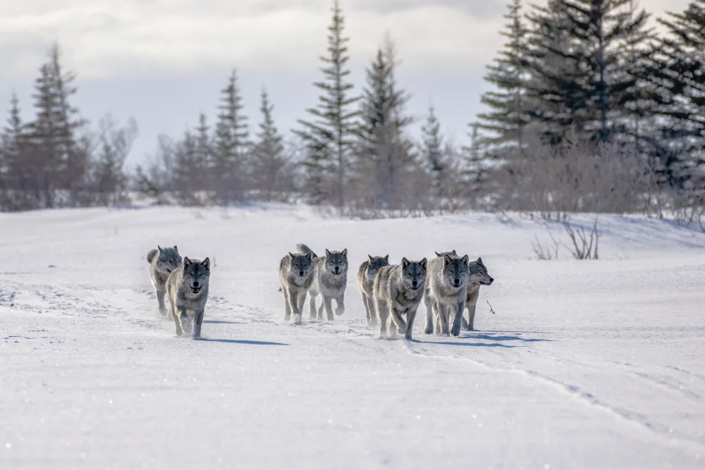 Wei, and Siyu: Pack of cloud wolves