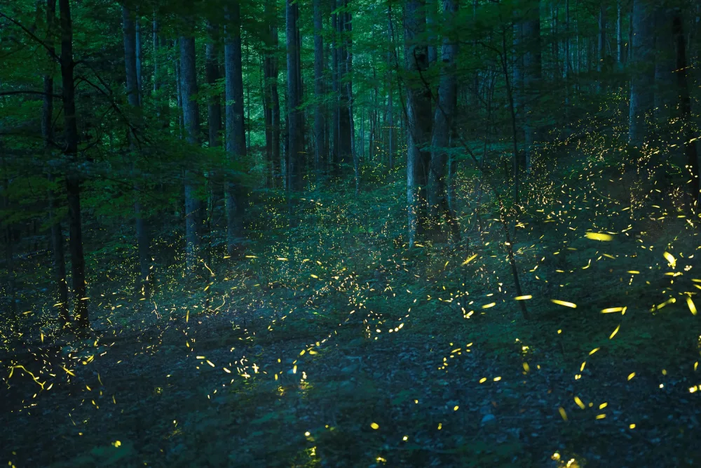Fan, John: Spirit of Forest