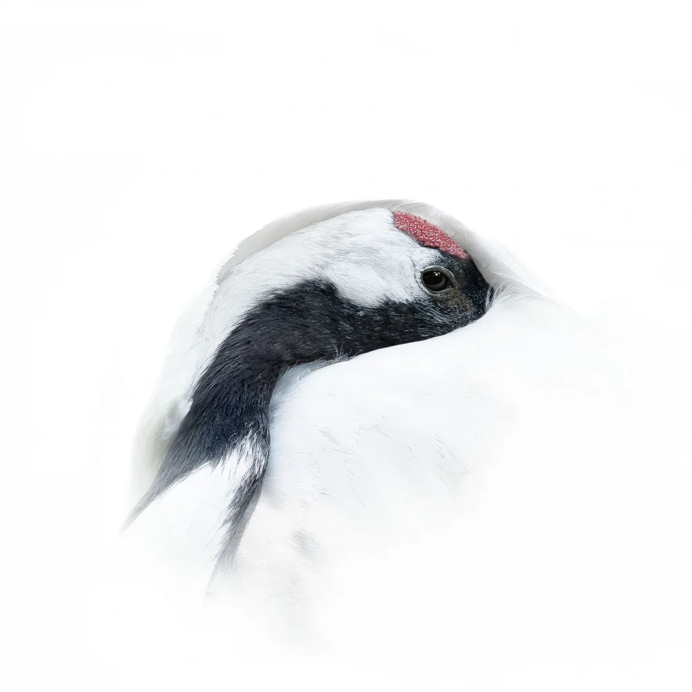 Tsikiridis, Georgios: Red-crowned crane