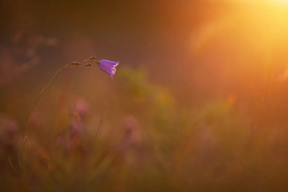 Serge: Campanula