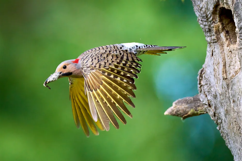 Chen, Johnny: Northern Flicker in Flight