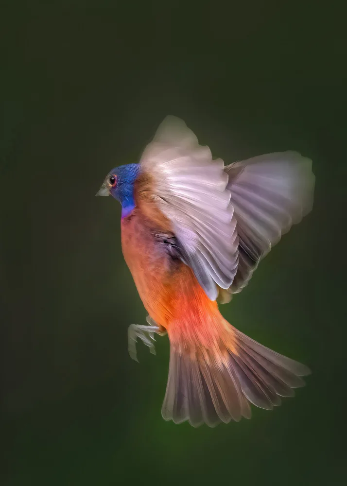Yang, Jianping: Painted Bunting Flying