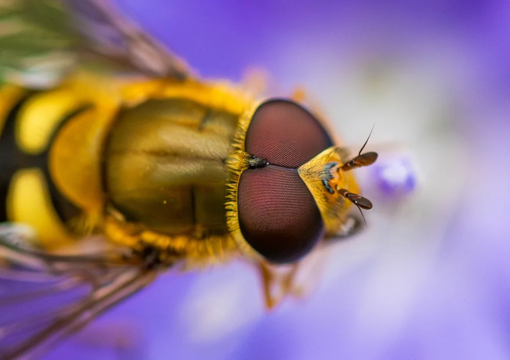 Mendoza, Danny: Marmalade Hoverfly