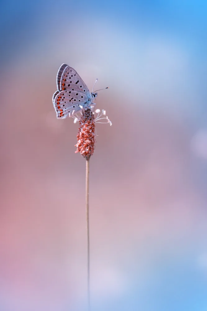 Daminelli, Fabrizio: Lycaena tityrus