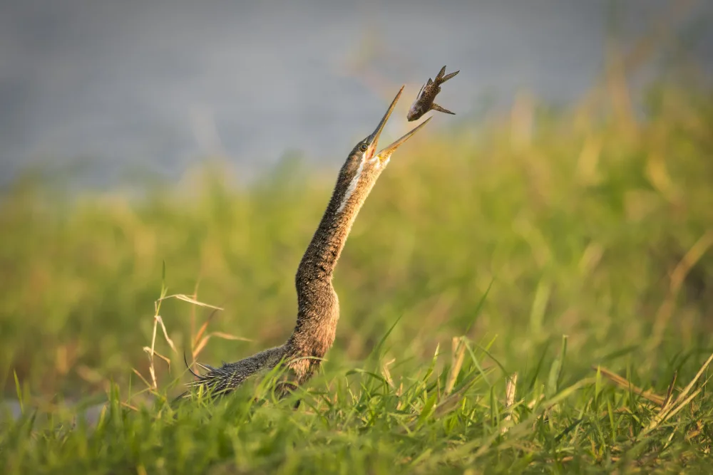 Simhan, Nara: Toss