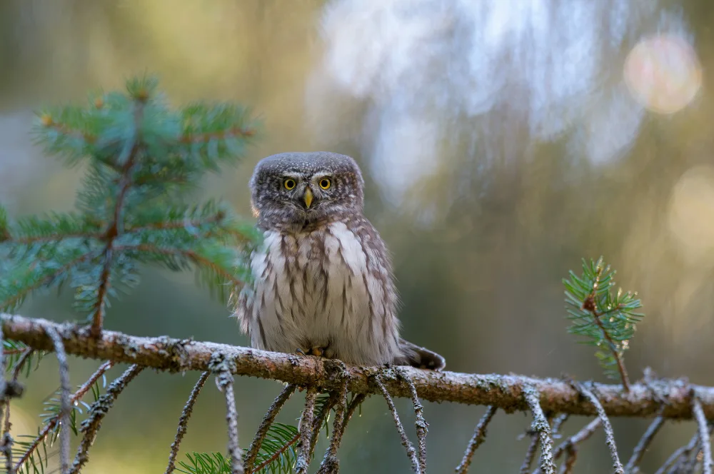 Rossini, Alessandro: Pygmy Owl