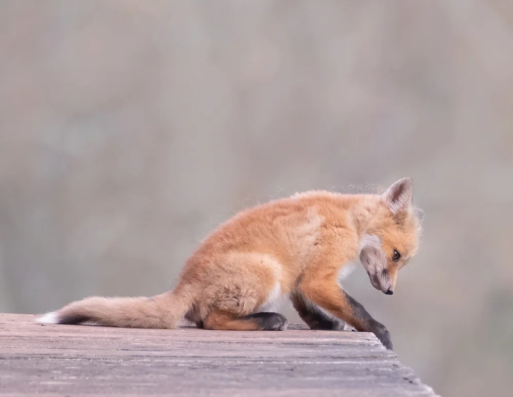 Wallach, W Jon: Porch Fox