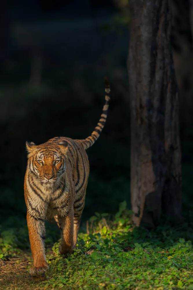Bhatia, Yogesh: beauty
