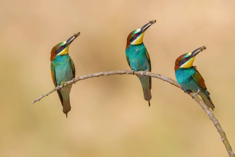 Manusevich, David: Bee-eaters