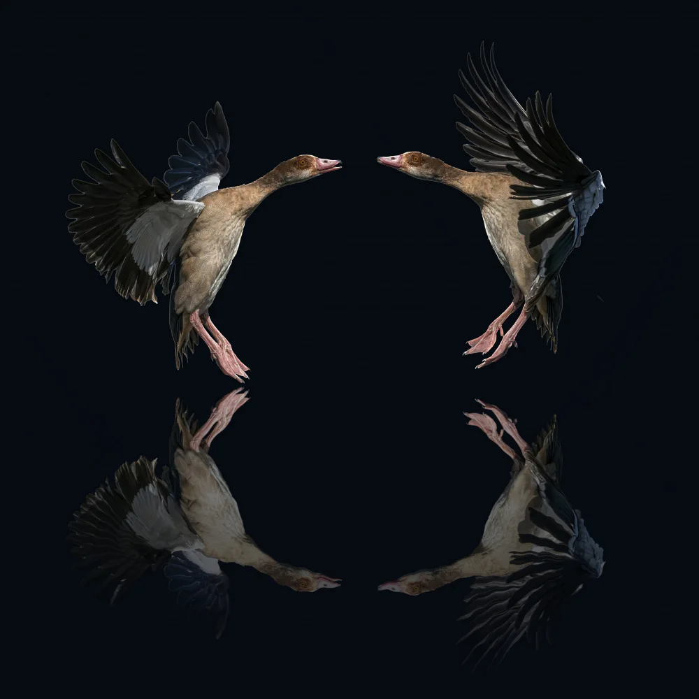 Lichtman, Boris: Egyptian geese