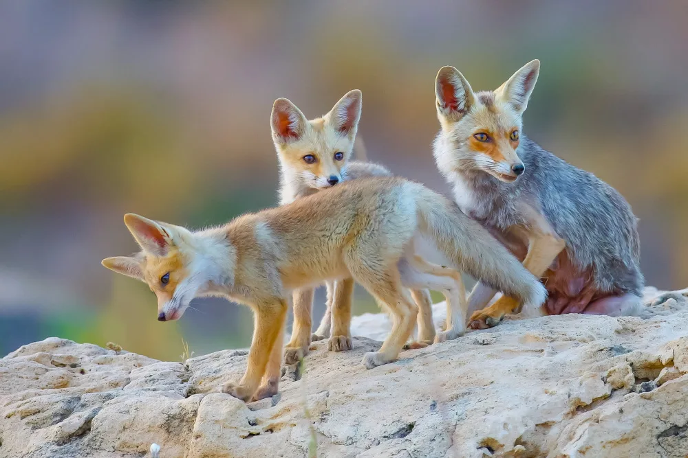 Manusevich, David: Fox family