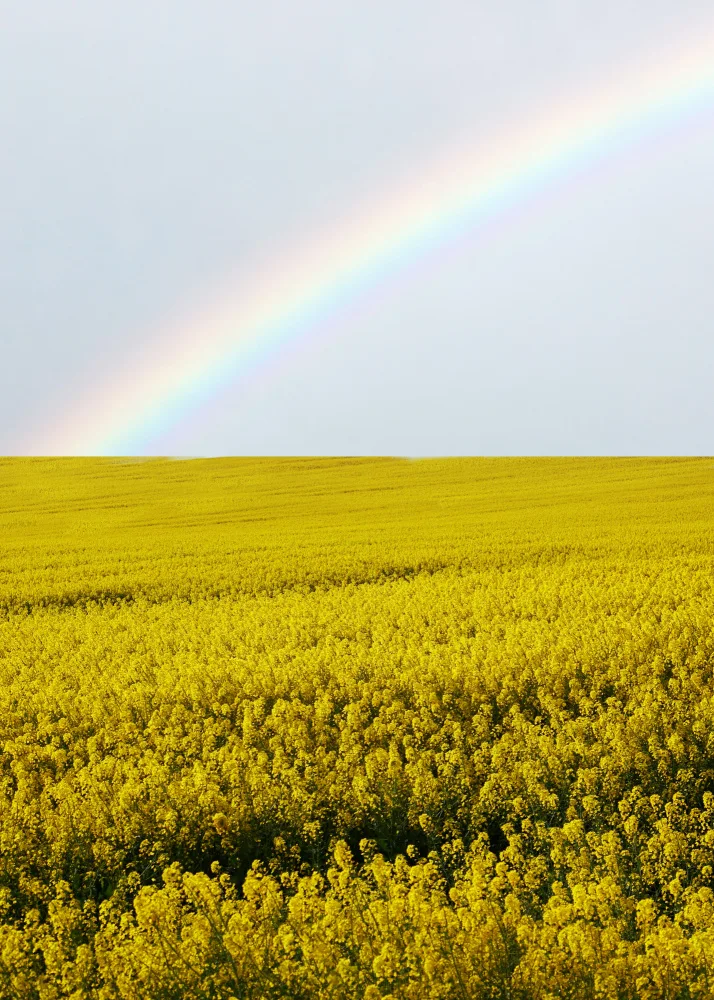Barizi, Al: Field Yellow Flowers Rainbow