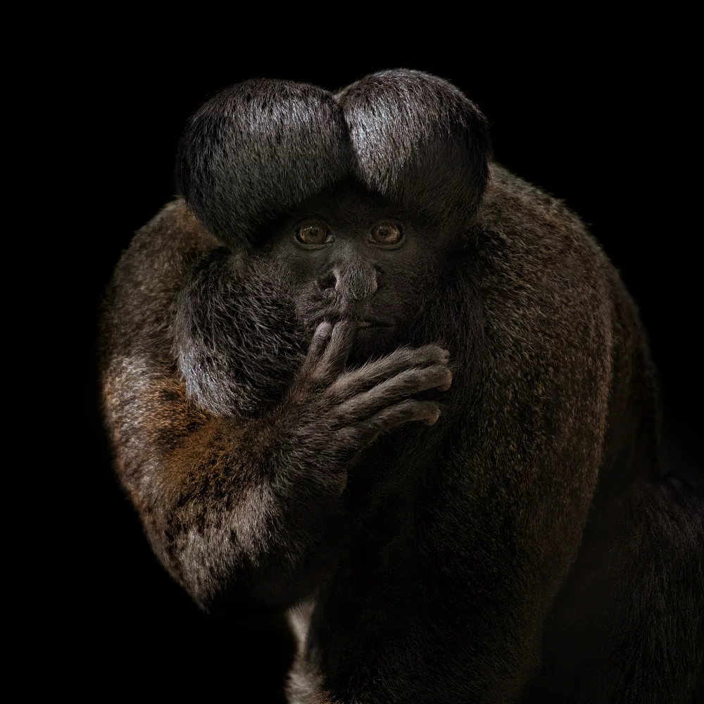 Guillemot, Mathilde: Red-backed Bearded Saki Portrait - Chiropotes chiropotes
