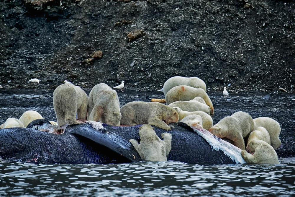 Golani, Aharon: Great White Polar Bears feasting a whale carcass