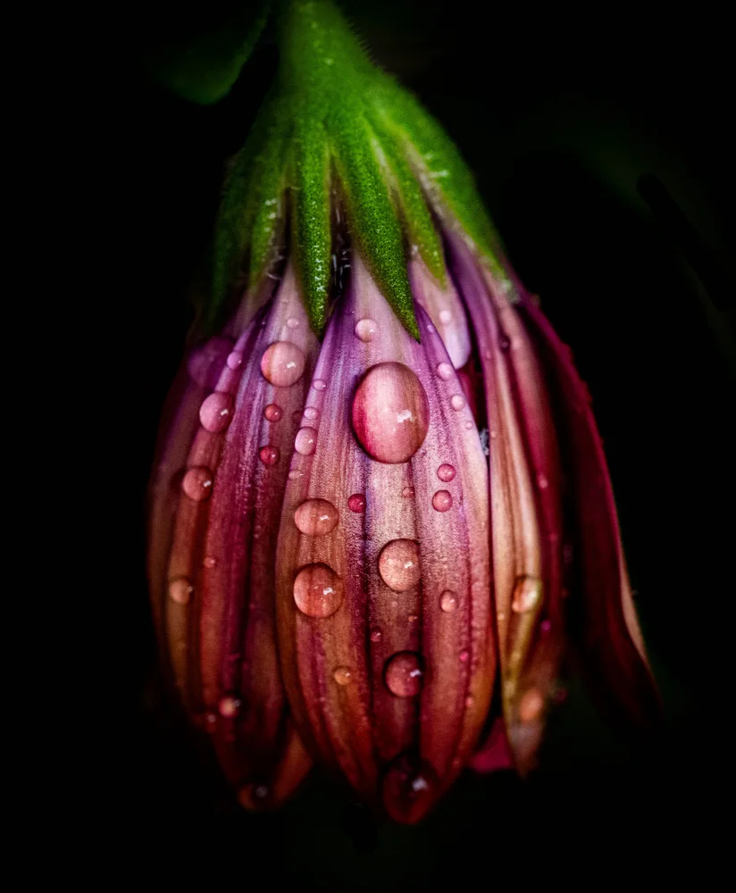 Mendoza, Danny: After the rain