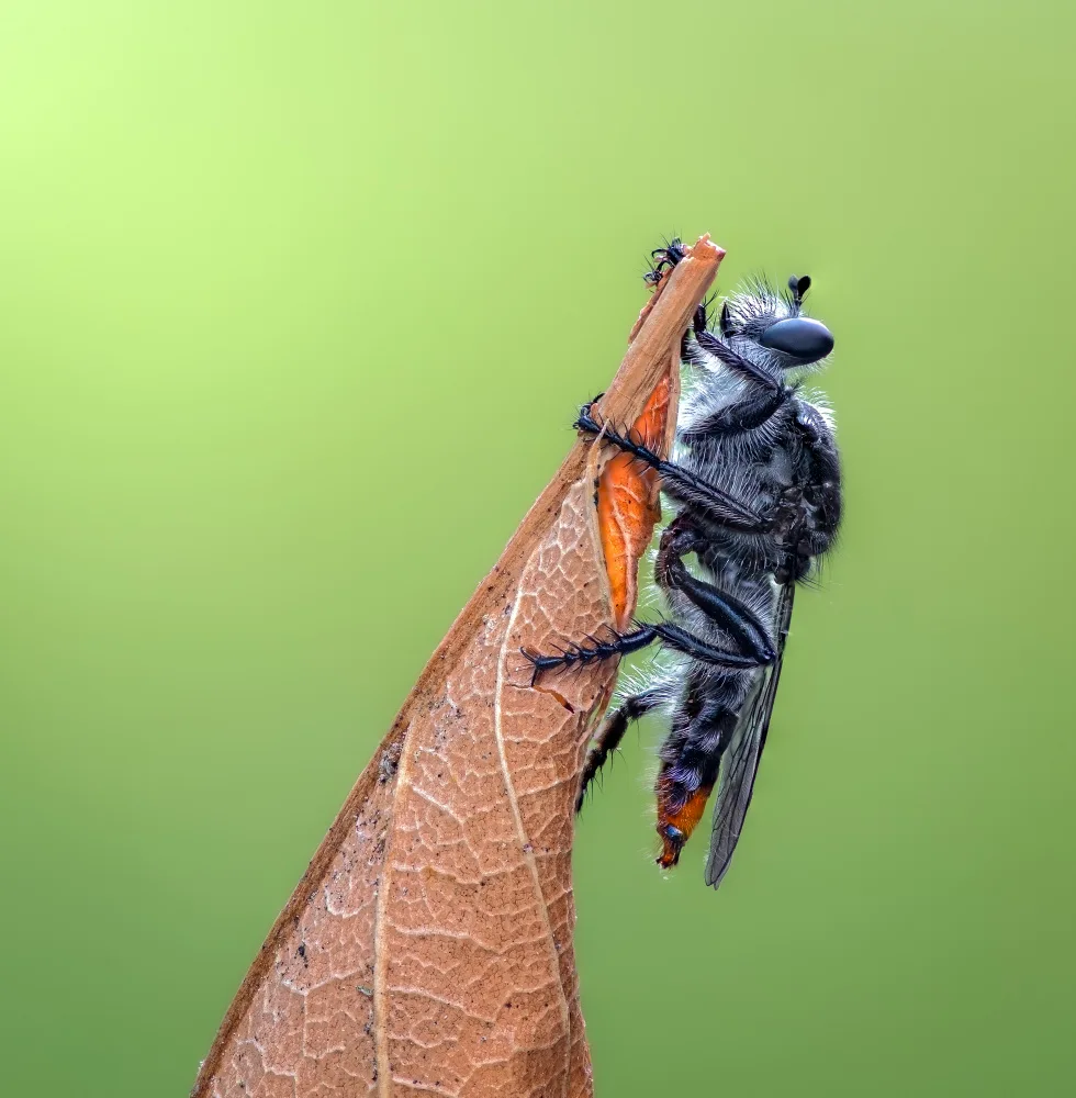 Saluja, Atul: Tango