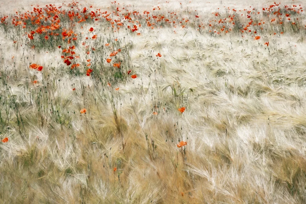 Claes, Gilbert: Summerfield