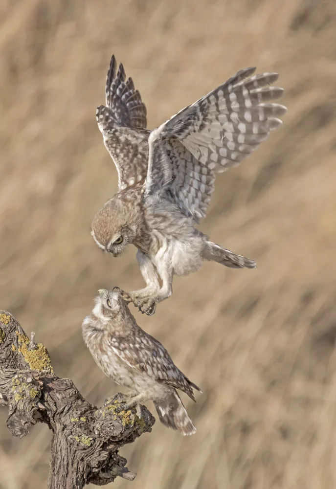 ilan: Little Owl
