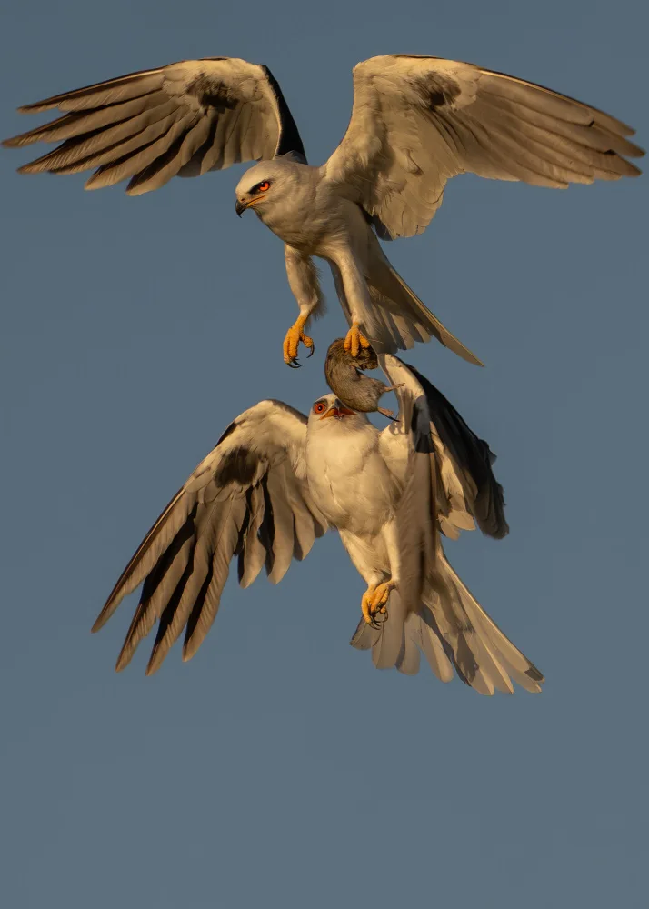Wang, Victor: White Tailed Kite - Food Exchange
