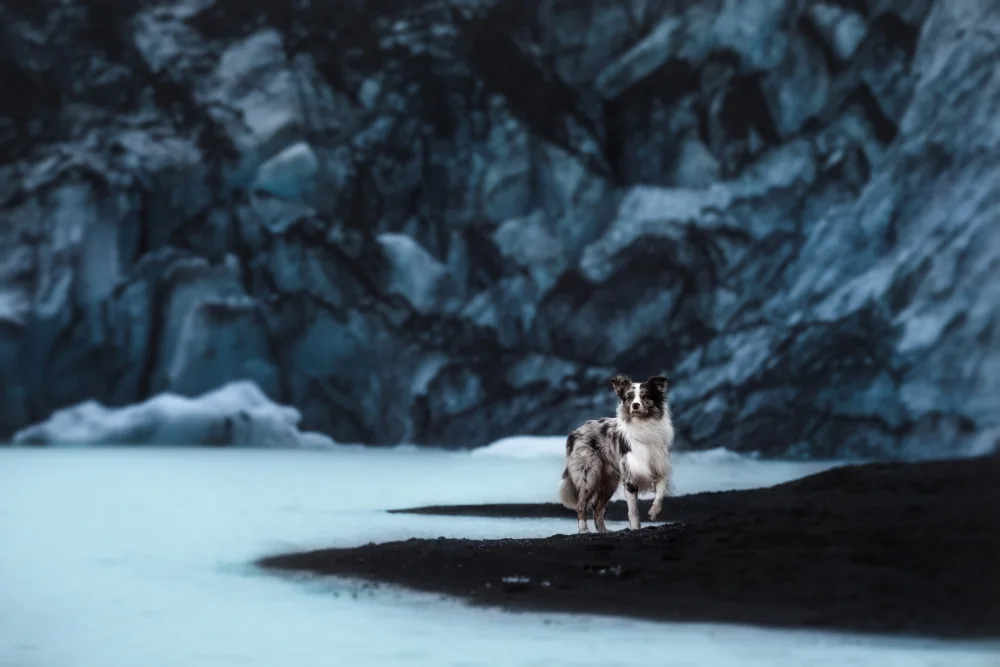 Shandor, Ve: Dogs of Iceland