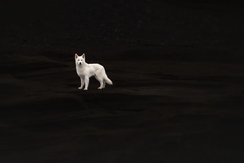 Shandor, Ve: Dogs of Iceland