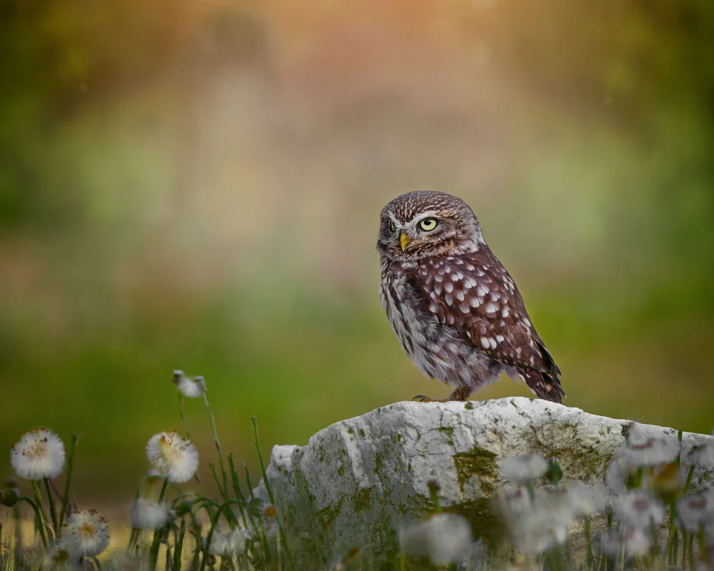 Firešová, Michaela: Owl resting on the stone
